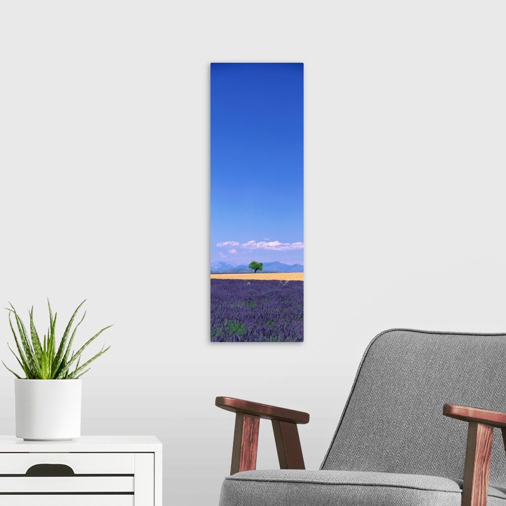 A modern room featuring This tall panoramic piece is a photograph of a single tree in the distance with a field full of p...