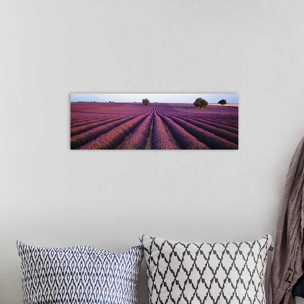 A bohemian room featuring Panoramic photograph of rows of brightly colored blooming lavender flowers in Provence, France.