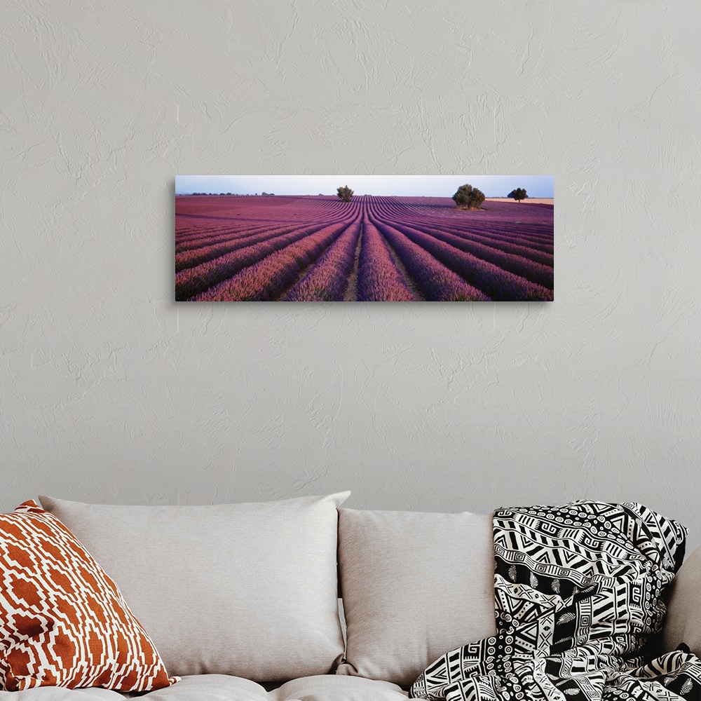 A bohemian room featuring Panoramic photograph of rows of brightly colored blooming lavender flowers in Provence, France.