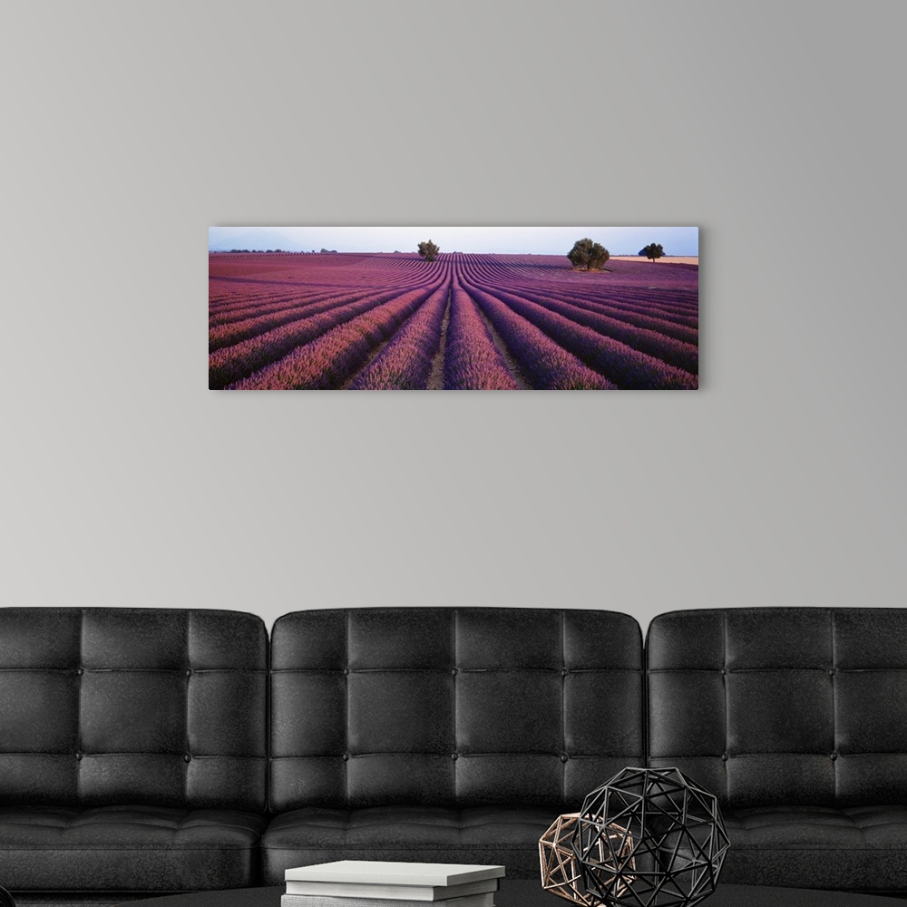 A modern room featuring Panoramic photograph of rows of brightly colored blooming lavender flowers in Provence, France.