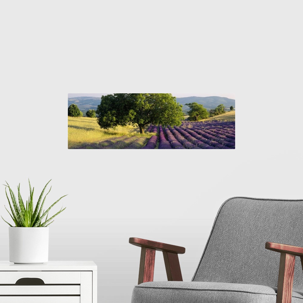 A modern room featuring Panoramic photo art of a field of flowers to the right and a field of grass on the left with roll...