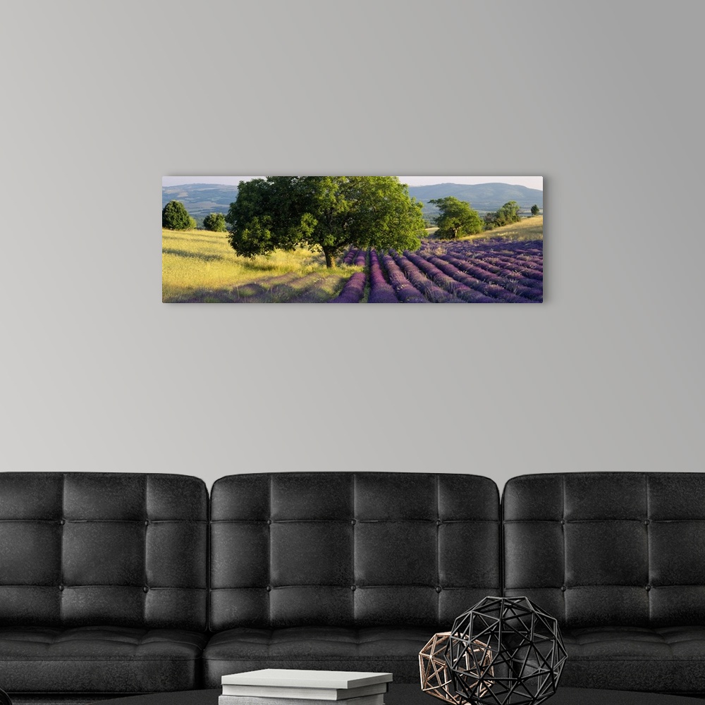 A modern room featuring Panoramic photo art of a field of flowers to the right and a field of grass on the left with roll...