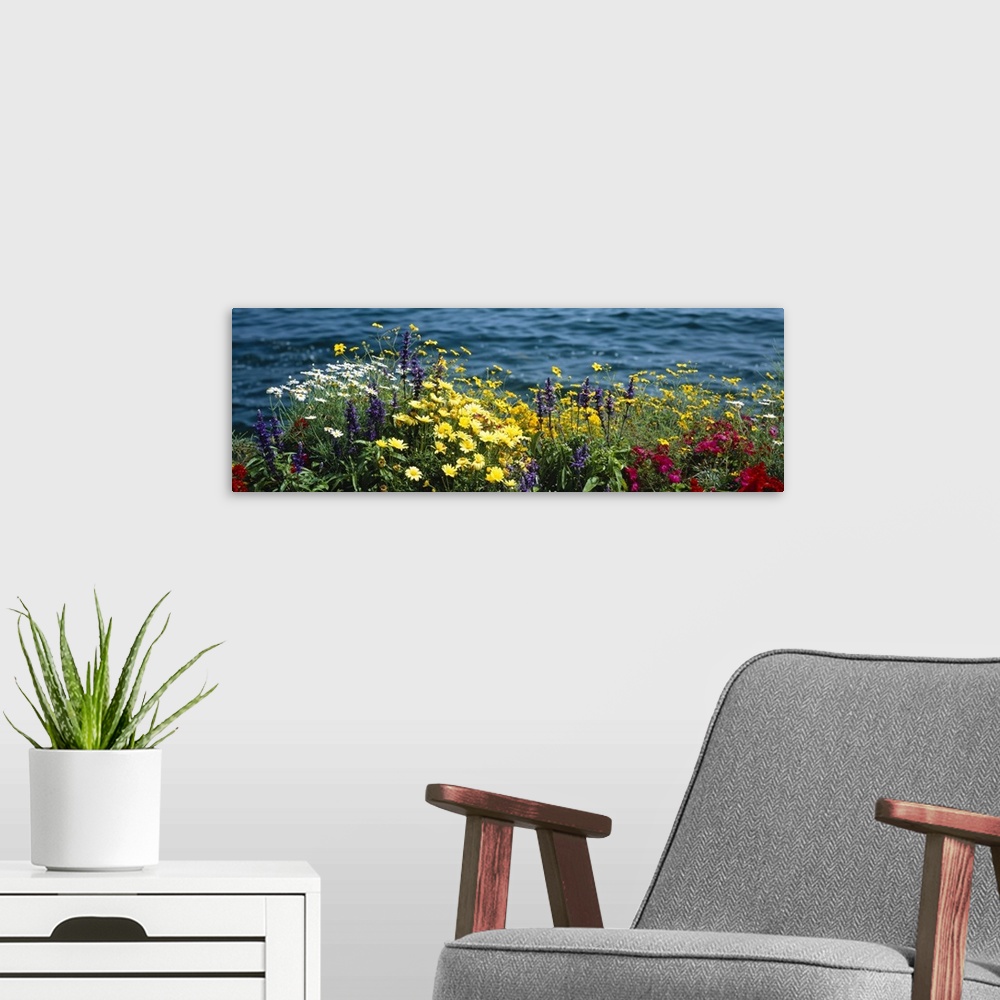 A modern room featuring Large horizontal panoramic photograph of blooming flowers beside Leman Lake in Montreux, Switzerl...