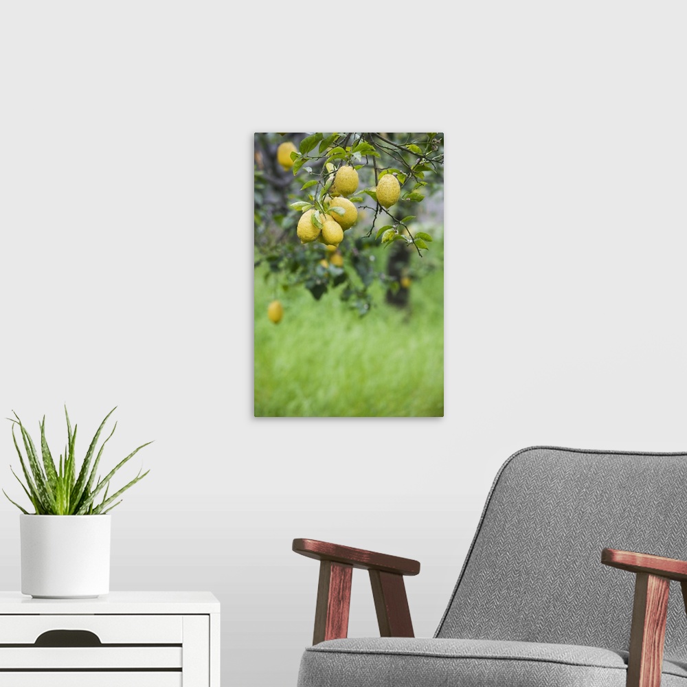 A modern room featuring Lemons growing on a tree, Sorrento, Naples, Campania, Italy