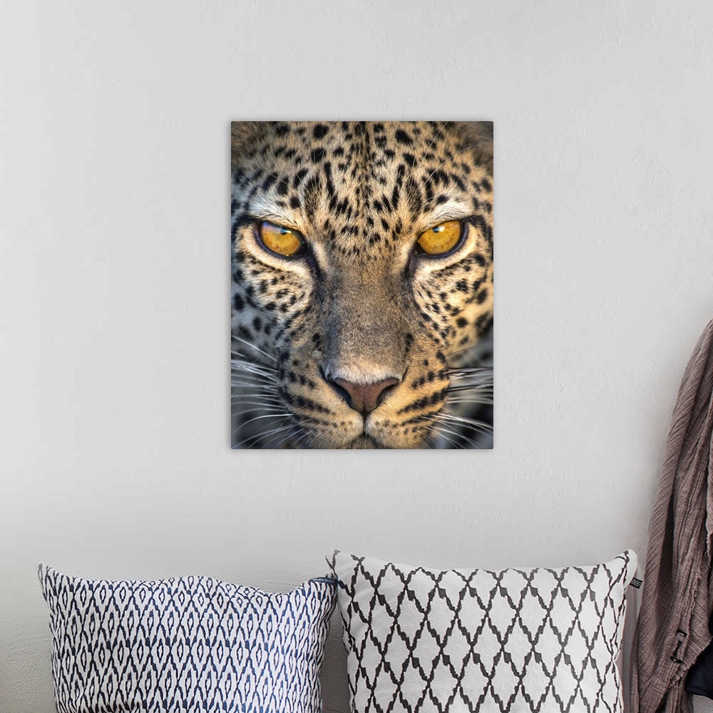 A bohemian room featuring Leopard (Panthera pardus), Ndutu, Ngorongoro Conservation Area, Tanzania