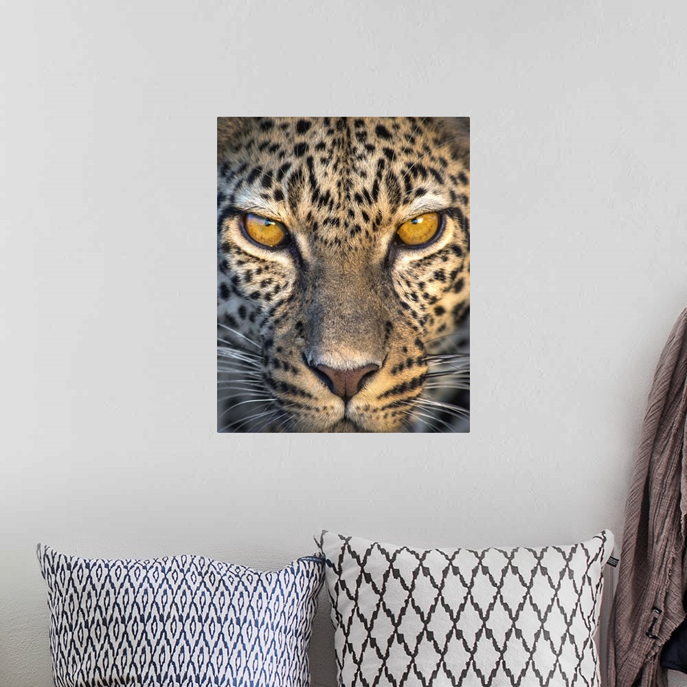 A bohemian room featuring Leopard (Panthera pardus), Ndutu, Ngorongoro Conservation Area, Tanzania