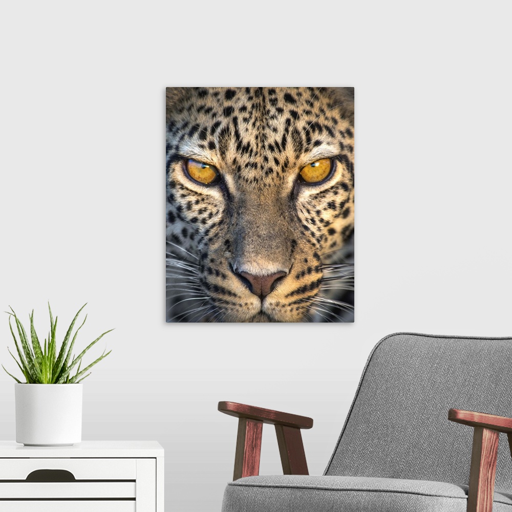 A modern room featuring Leopard (Panthera pardus), Ndutu, Ngorongoro Conservation Area, Tanzania