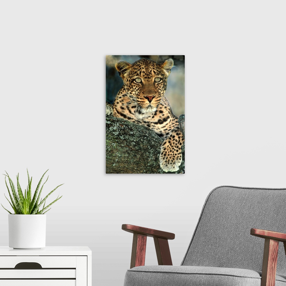 A modern room featuring Portrait of a female leopard laying on a lichen-covered tree trunk, staring intensely off into th...