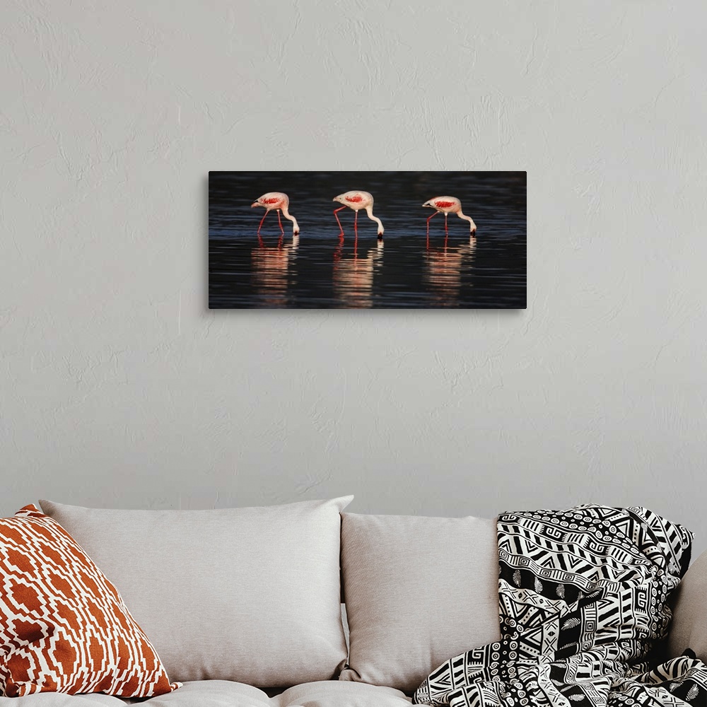 A bohemian room featuring Lesser flamingos in water