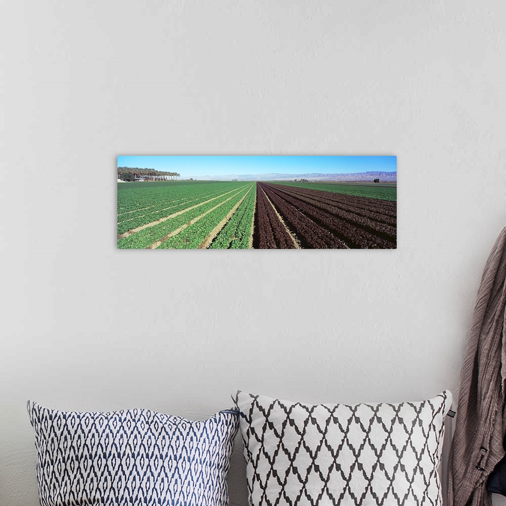 A bohemian room featuring Lettuce crop in a field, Indio, Coachella Valley, Riverside County, California,