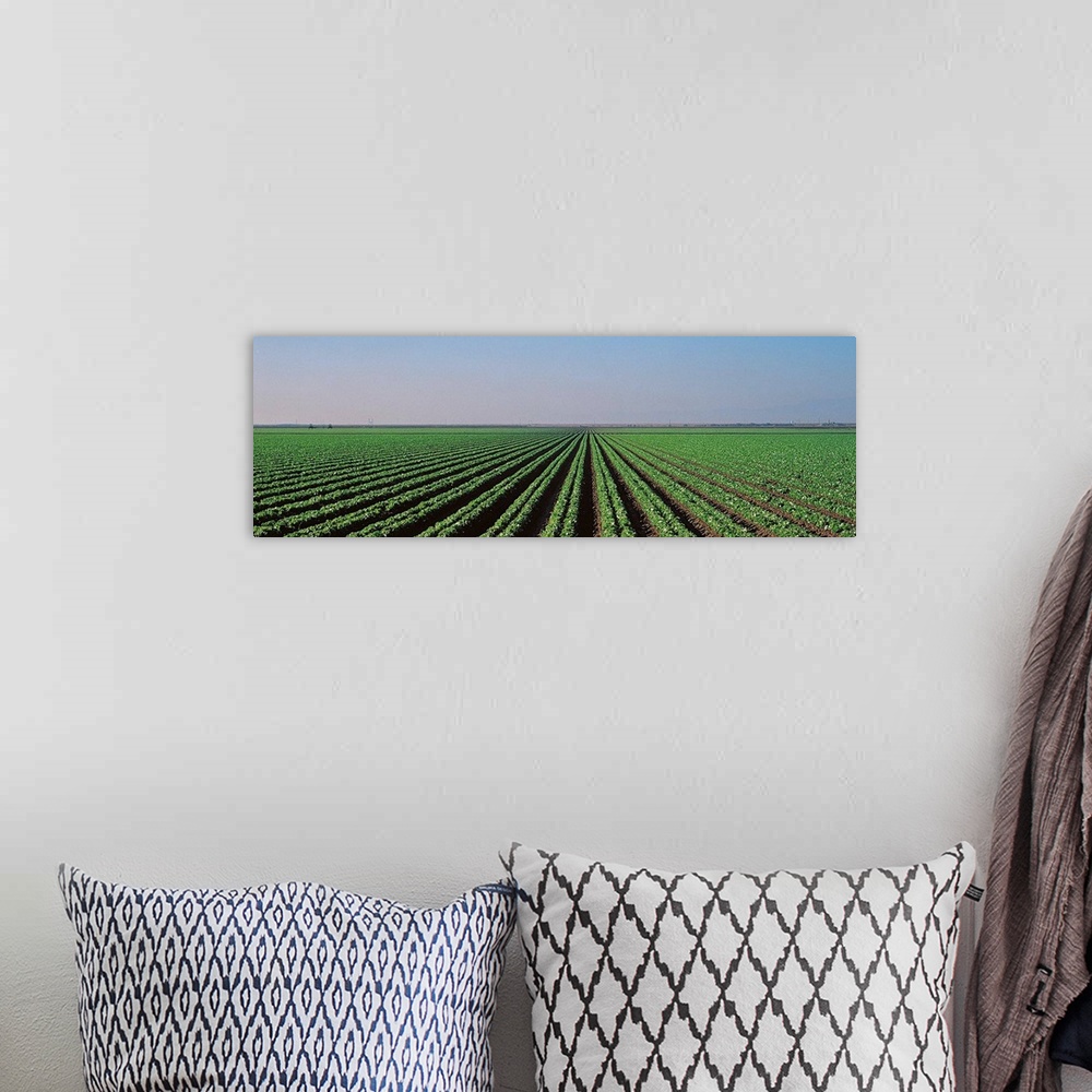 A bohemian room featuring Lettuce field San Joaquin Valley Fresno CA