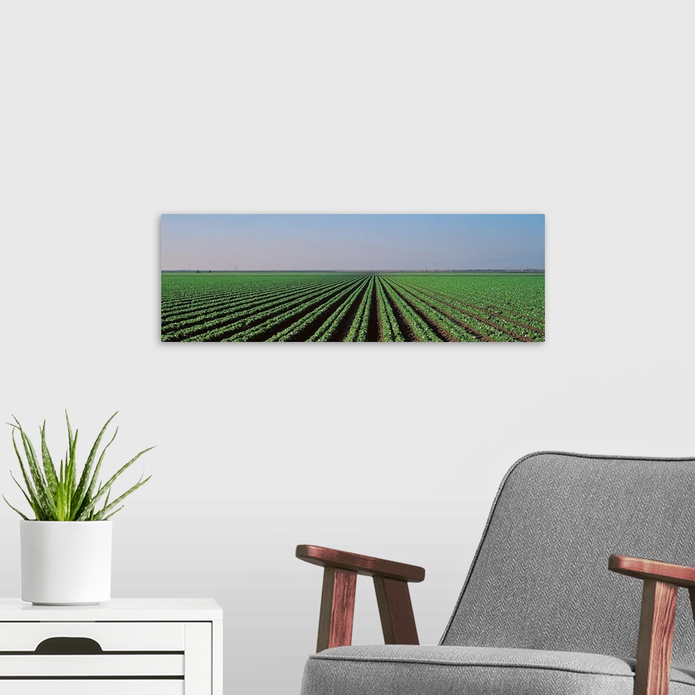 A modern room featuring Lettuce field San Joaquin Valley Fresno CA