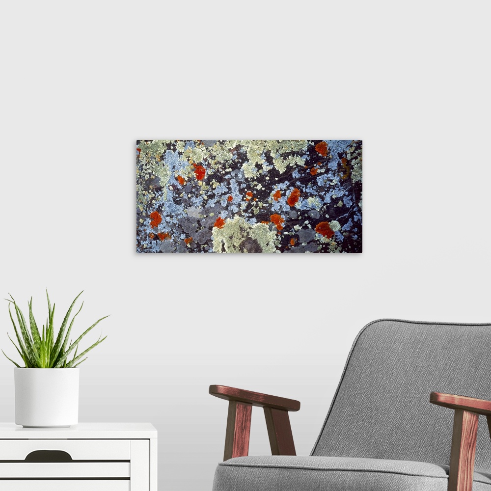 A modern room featuring Lichens on Rock CO