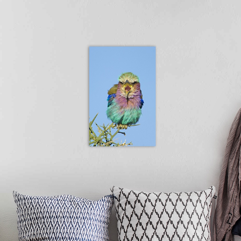 A bohemian room featuring This is a vertical, nature photograph of a small multi-hued bird in the middle of vocalizing.