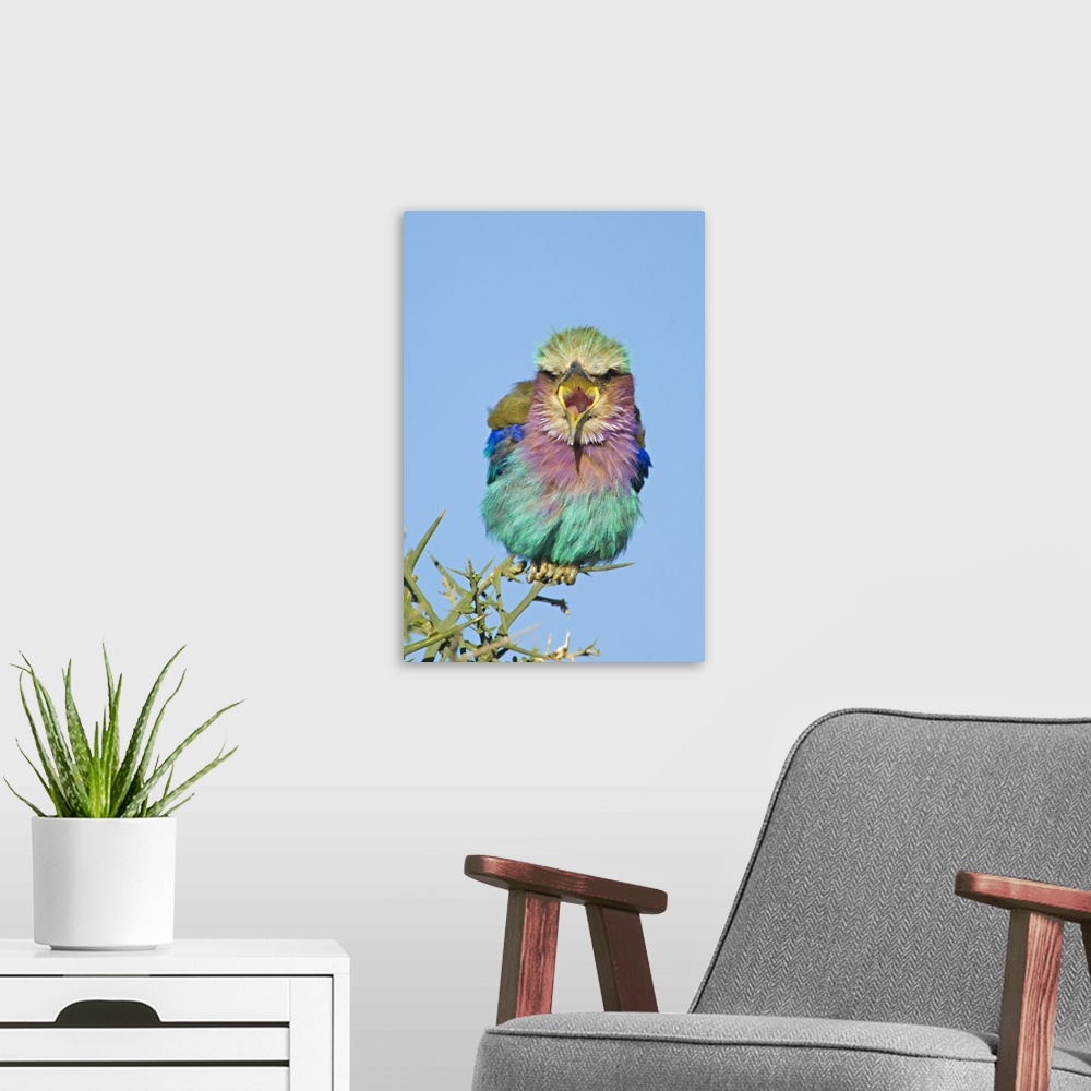 A modern room featuring This is a vertical, nature photograph of a small multi-hued bird in the middle of vocalizing.