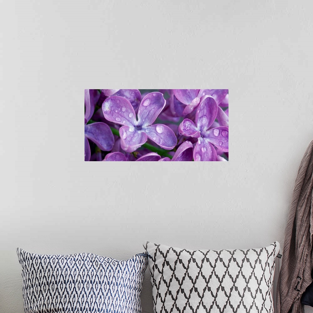 A bohemian room featuring Oversized, landscape, close up photograph of purple lilacs covered with dew drops.