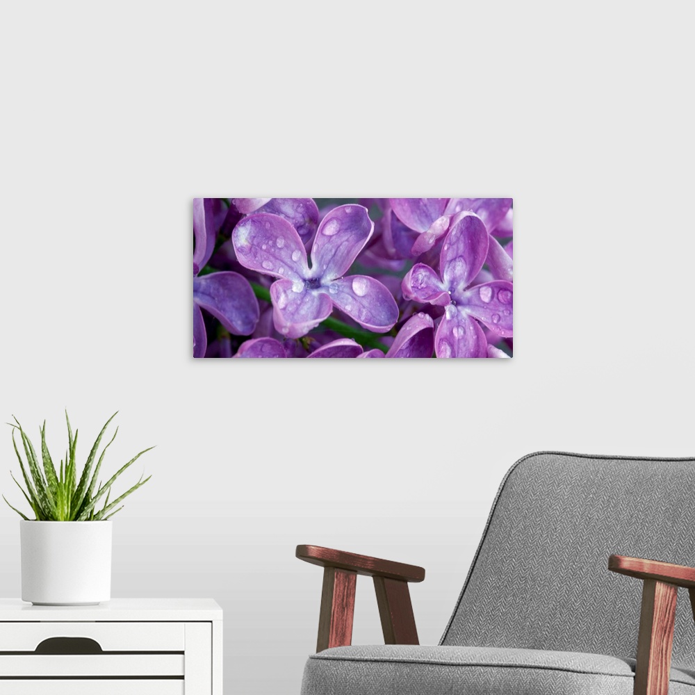 A modern room featuring Oversized, landscape, close up photograph of purple lilacs covered with dew drops.