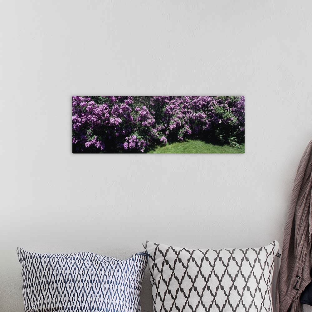 A bohemian room featuring Panoramic photo print of purple flowers in a garden.