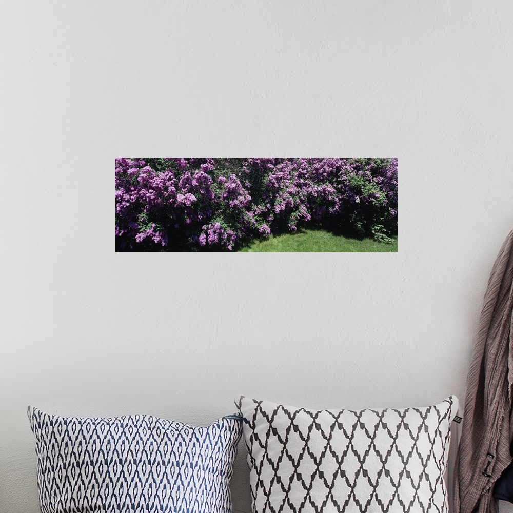 A bohemian room featuring Panoramic photo print of purple flowers in a garden.