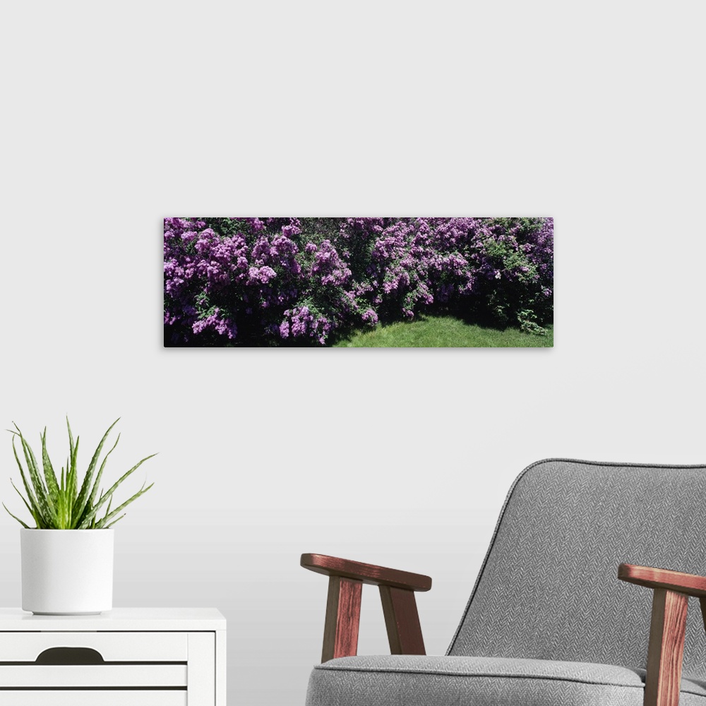 A modern room featuring Panoramic photo print of purple flowers in a garden.