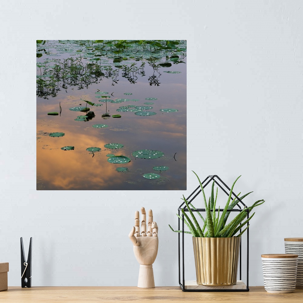 A bohemian room featuring Lily pads on Loakfoma Lake, sky reflection, Noxubee National Wildlife Refuge, Mississippi