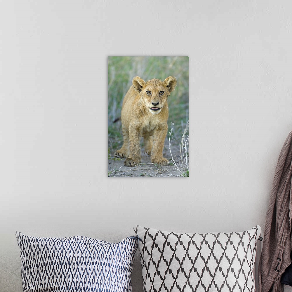 A bohemian room featuring Lion cub standing in a forest, Ngorongoro Conservation Area, Arusha Region, Tanzania (Panthera leo)