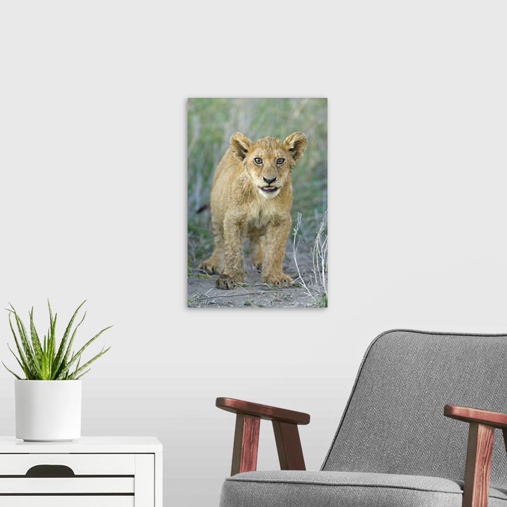 A modern room featuring Lion cub standing in a forest, Ngorongoro Conservation Area, Arusha Region, Tanzania (Panthera leo)