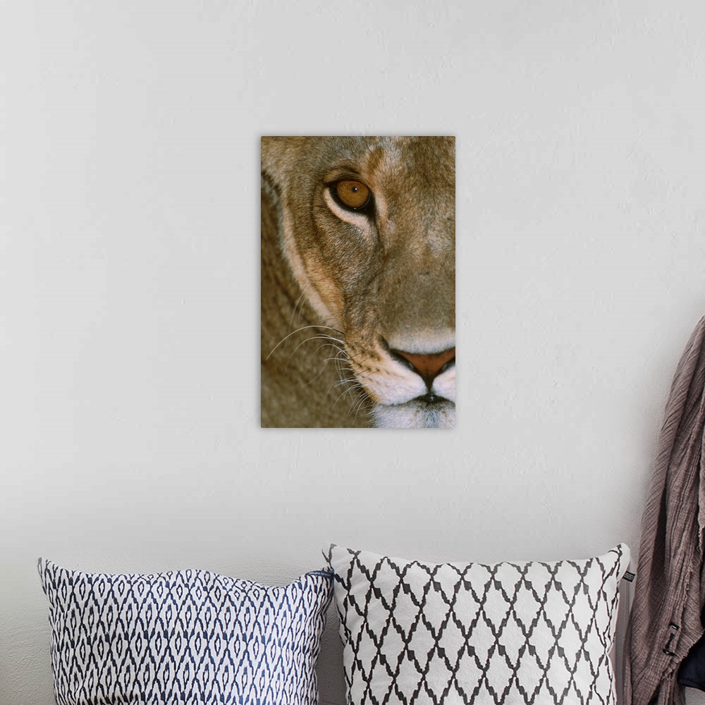 A bohemian room featuring A female lion's face showing her nose, mouth, eye, and whiskers. She is staring intensely, giving...