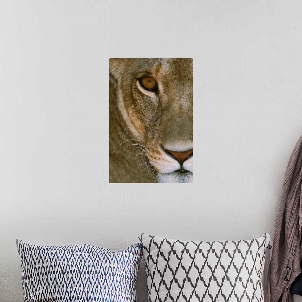 A bohemian room featuring A female lion's face showing her nose, mouth, eye, and whiskers. She is staring intensely, giving...