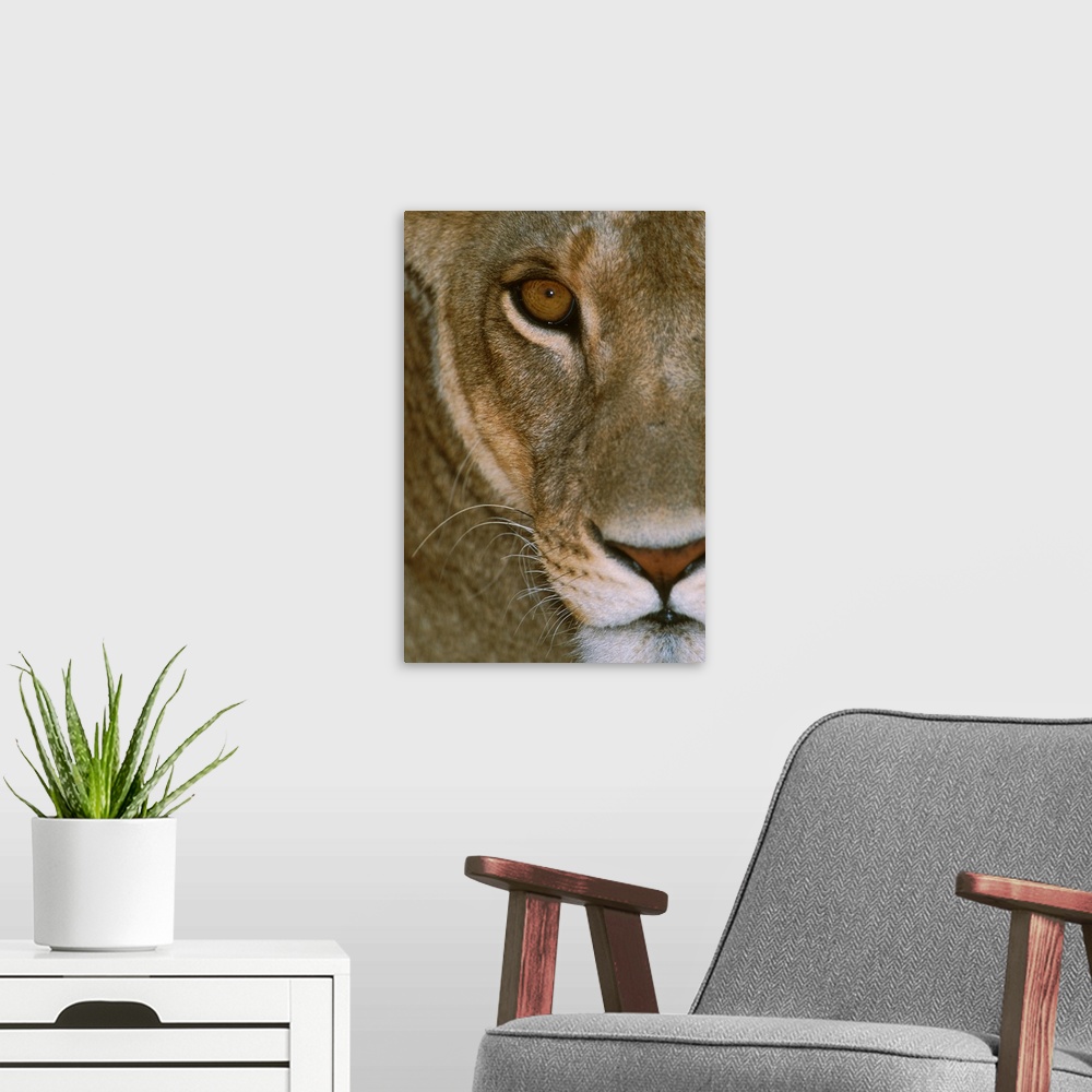 A modern room featuring A female lion's face showing her nose, mouth, eye, and whiskers. She is staring intensely, giving...