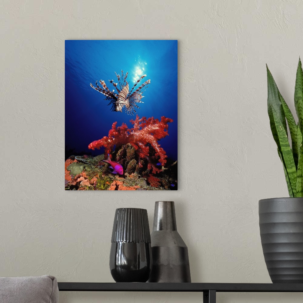 A modern room featuring Underwater photograph looking up from the bottom towards the sun reflecting off of the surface an...