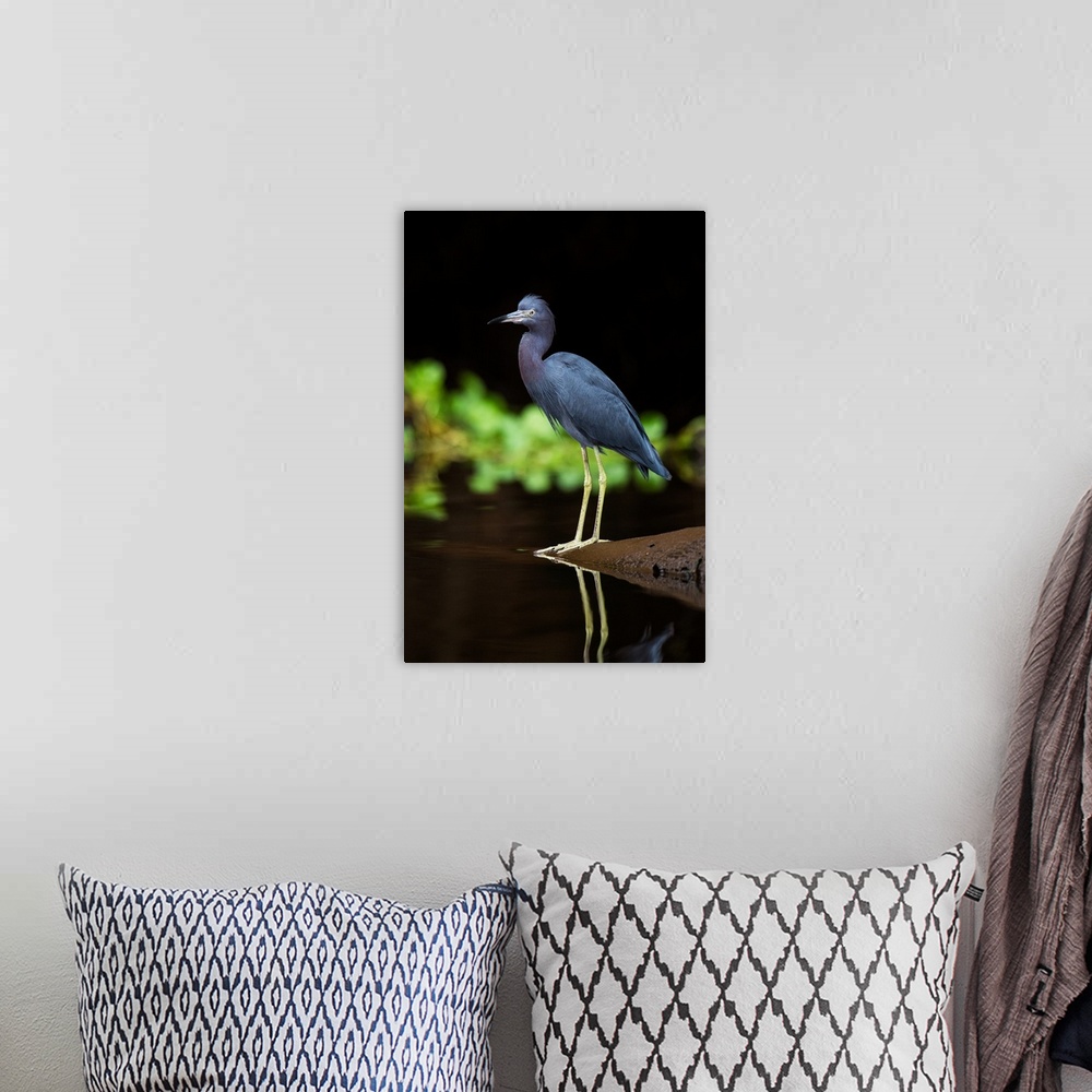 A bohemian room featuring Little Blue Heron (Egretta caerulea), Tortuguero, Costa Rica