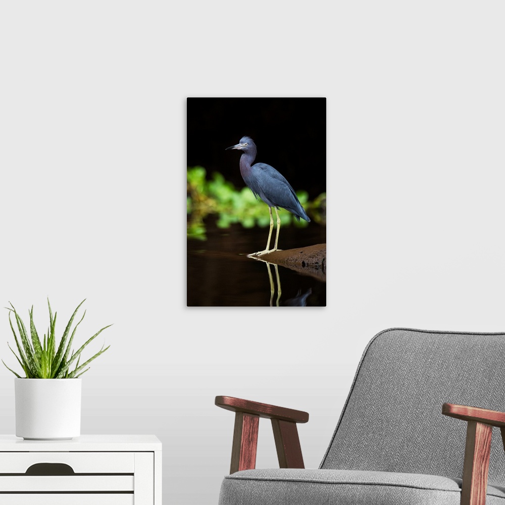 A modern room featuring Little Blue Heron (Egretta caerulea), Tortuguero, Costa Rica