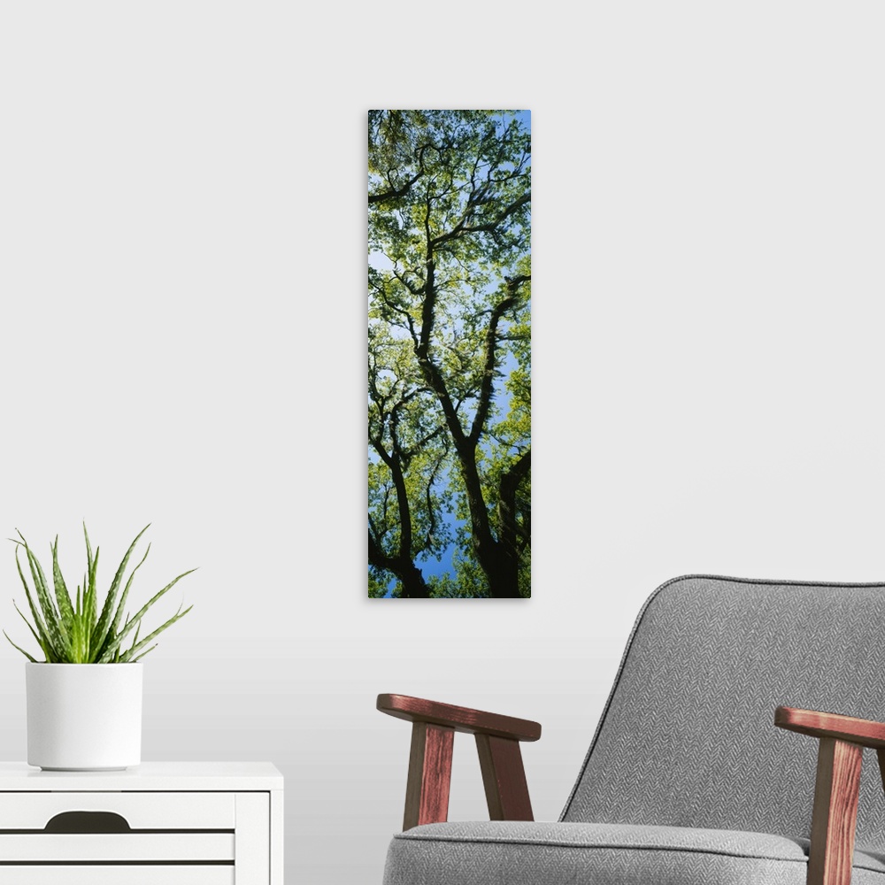 A modern room featuring Live Oak Tree with Spanish Moss GA