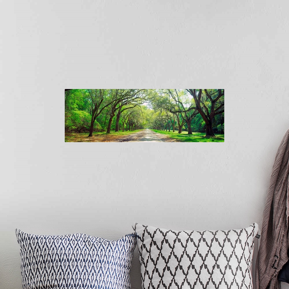 A bohemian room featuring Panoramic photograph showcases a desolate road traveling between rows of enormous bare trees that...