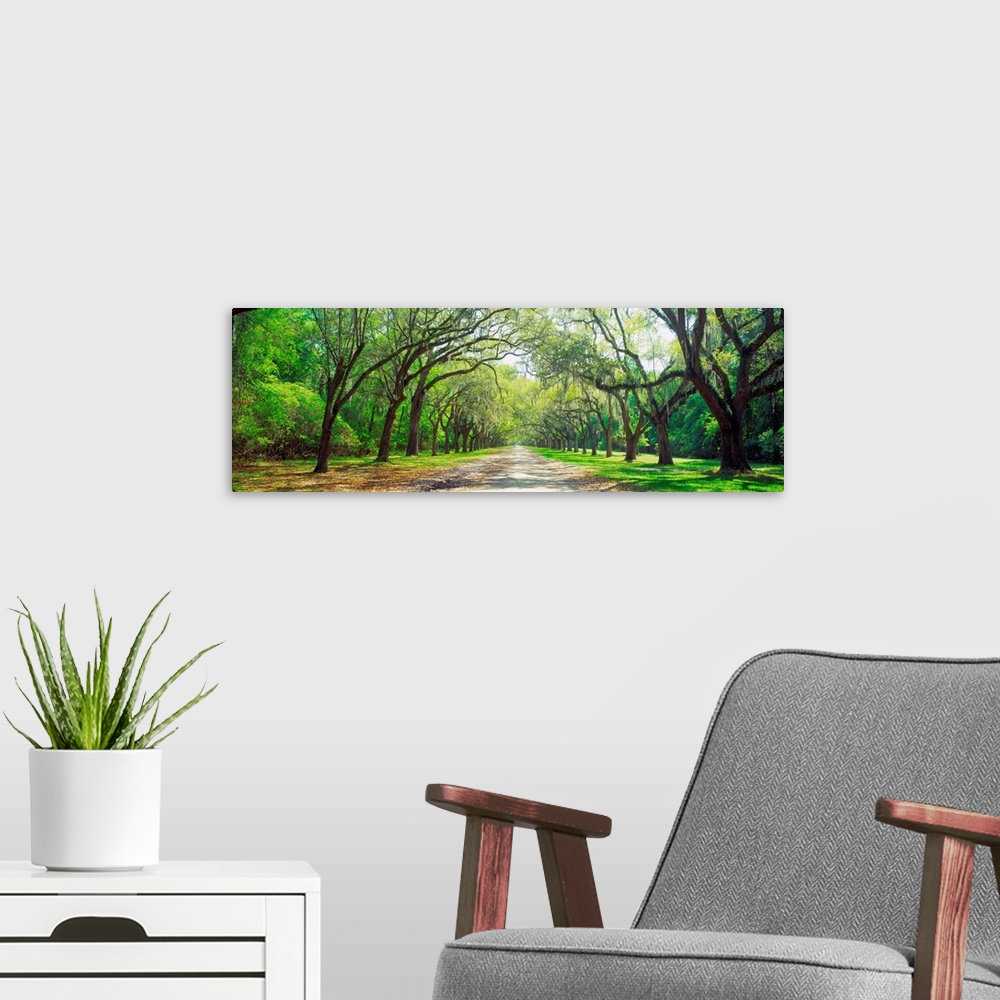 A modern room featuring Panoramic photograph showcases a desolate road traveling between rows of enormous bare trees that...