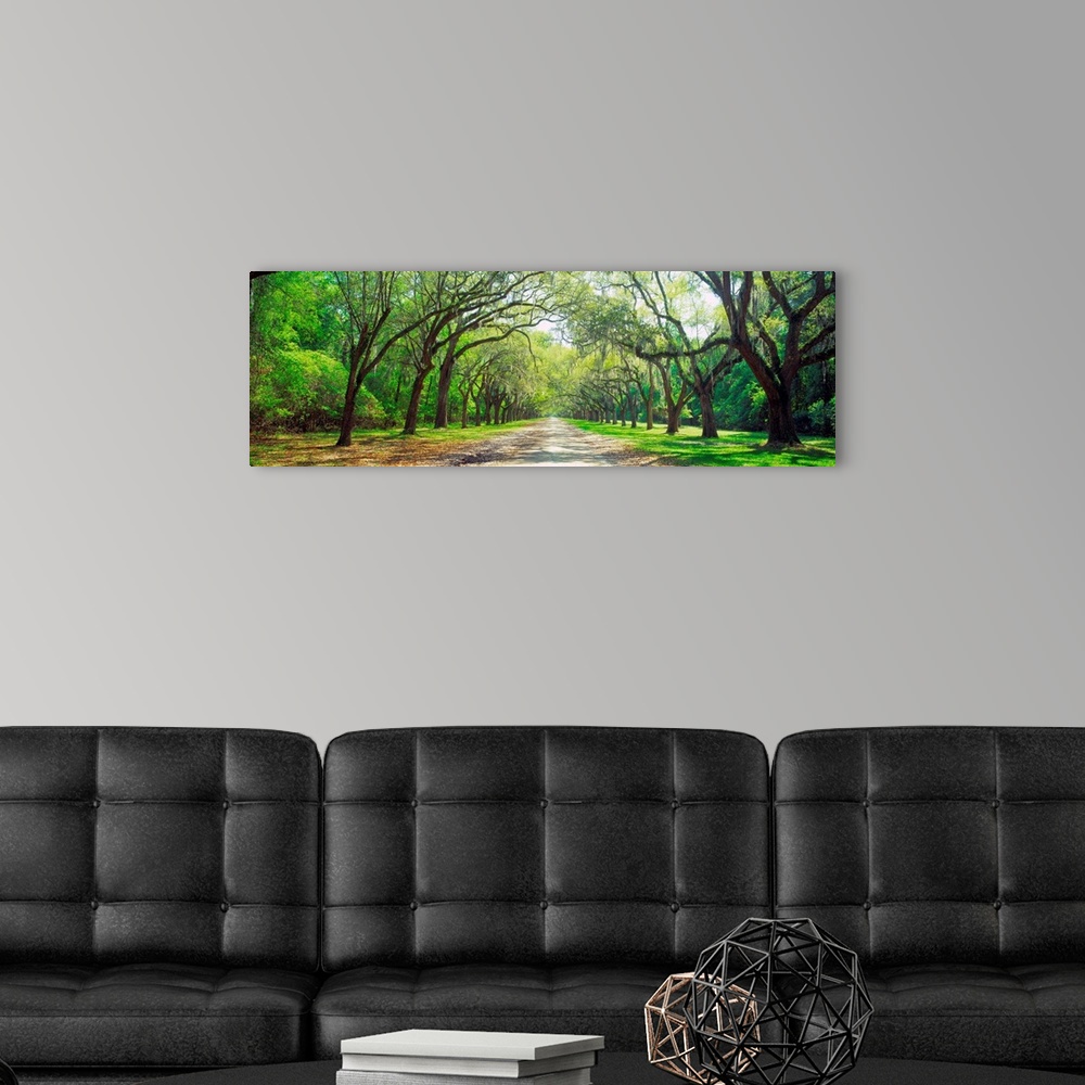 A modern room featuring Panoramic photograph showcases a desolate road traveling between rows of enormous bare trees that...