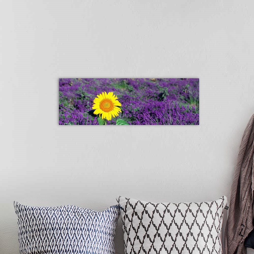 A bohemian room featuring Panoramic photo on canvas of a sunflower amongst a field of lavender flowers.