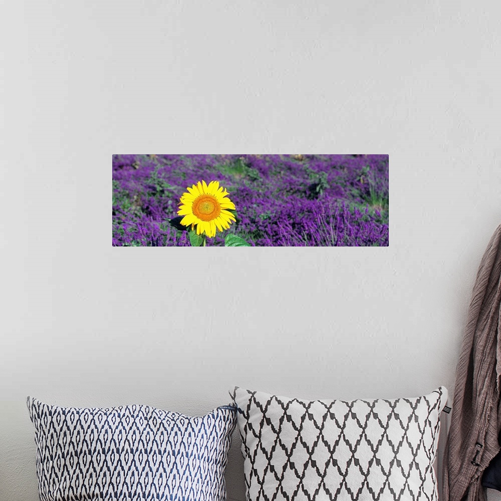 A bohemian room featuring Panoramic photo on canvas of a sunflower amongst a field of lavender flowers.