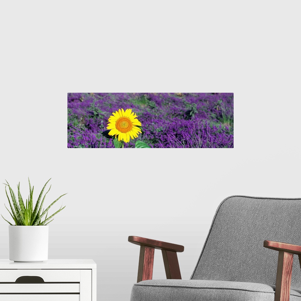 A modern room featuring Panoramic photo on canvas of a sunflower amongst a field of lavender flowers.