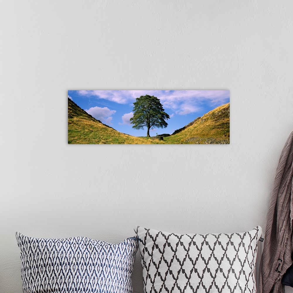 A bohemian room featuring Panoramic photograph of a lone tree against a blue sky with white clouds, in Sycamore Gap, alongs...