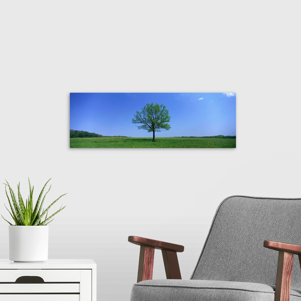 A modern room featuring Lone Tree in Pasture near Dijon France