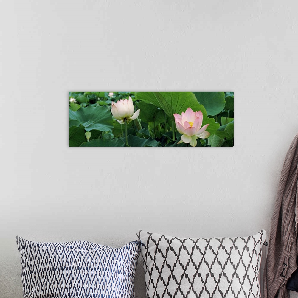 A bohemian room featuring Close up photo of two pink lotus flowers sticking up among green lotus leaves on a pond.