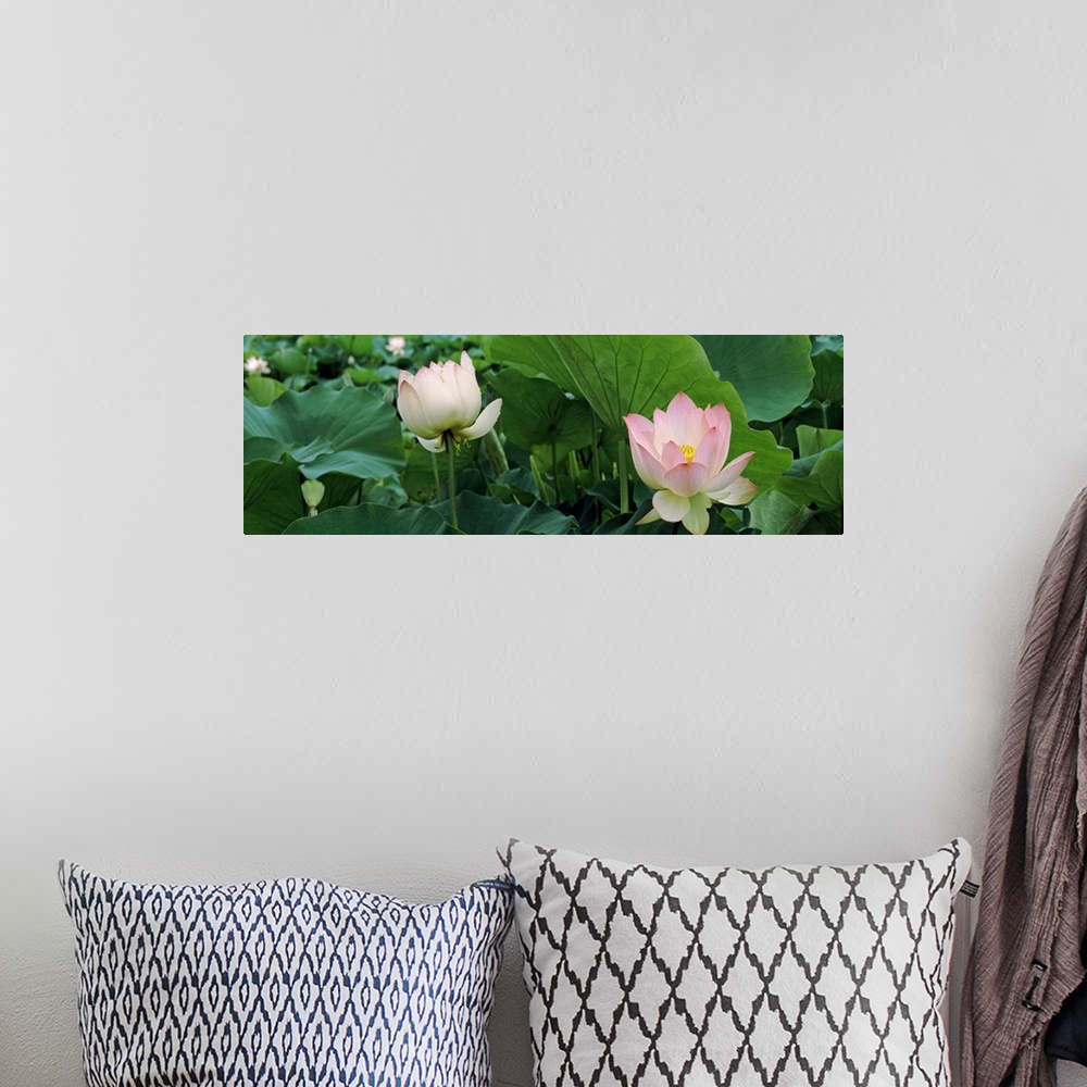 A bohemian room featuring Close up photo of two pink lotus flowers sticking up among green lotus leaves on a pond.