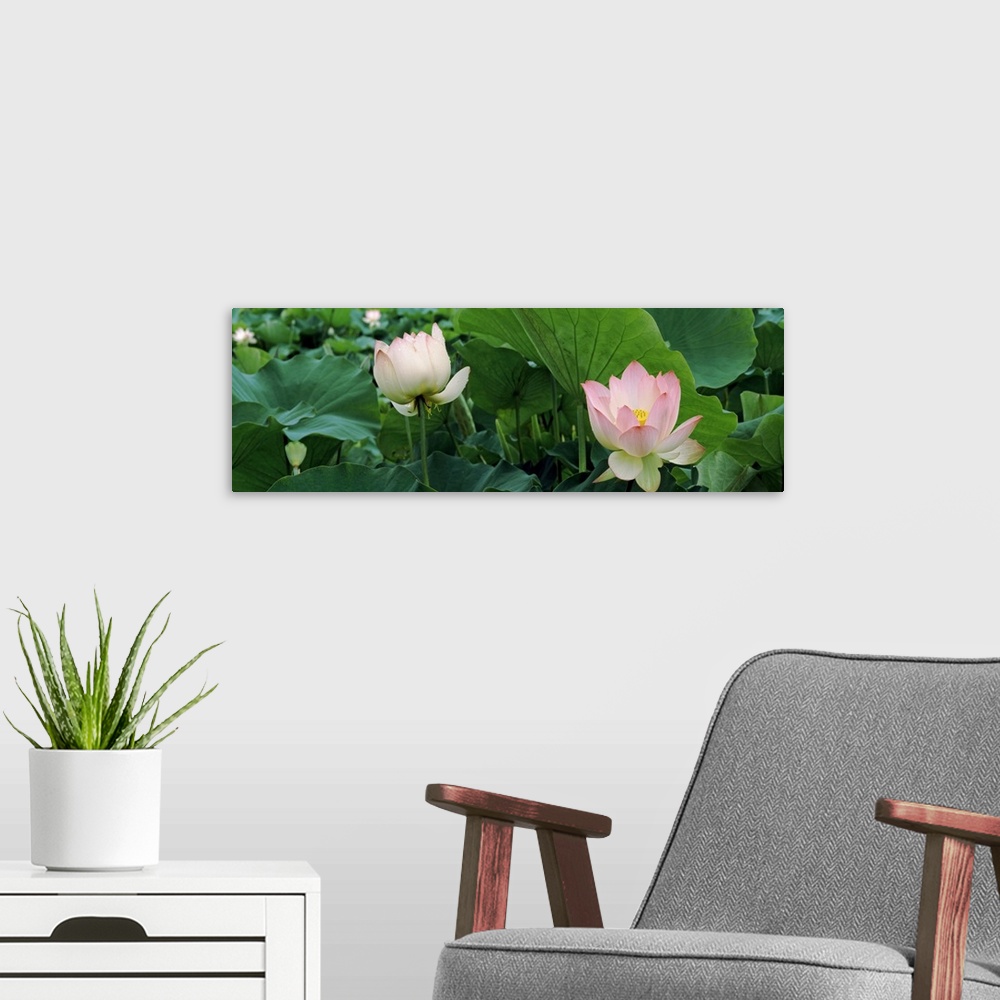 A modern room featuring Close up photo of two pink lotus flowers sticking up among green lotus leaves on a pond.