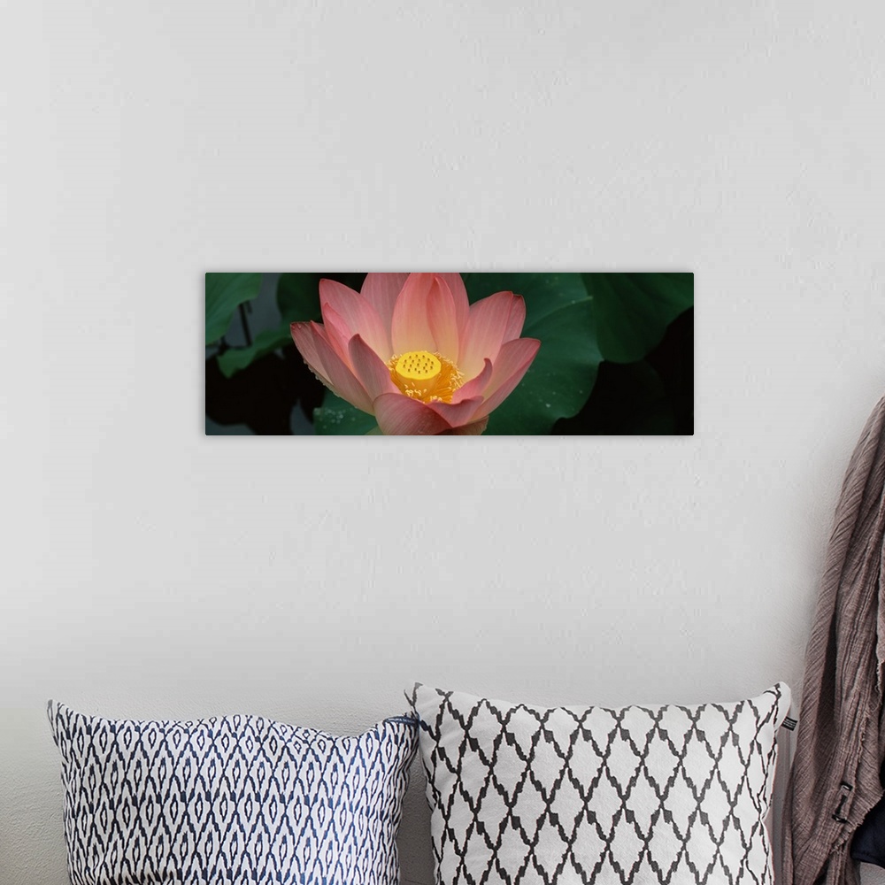 A bohemian room featuring Panoramic canvas of a big flower with plant leaves in the background.