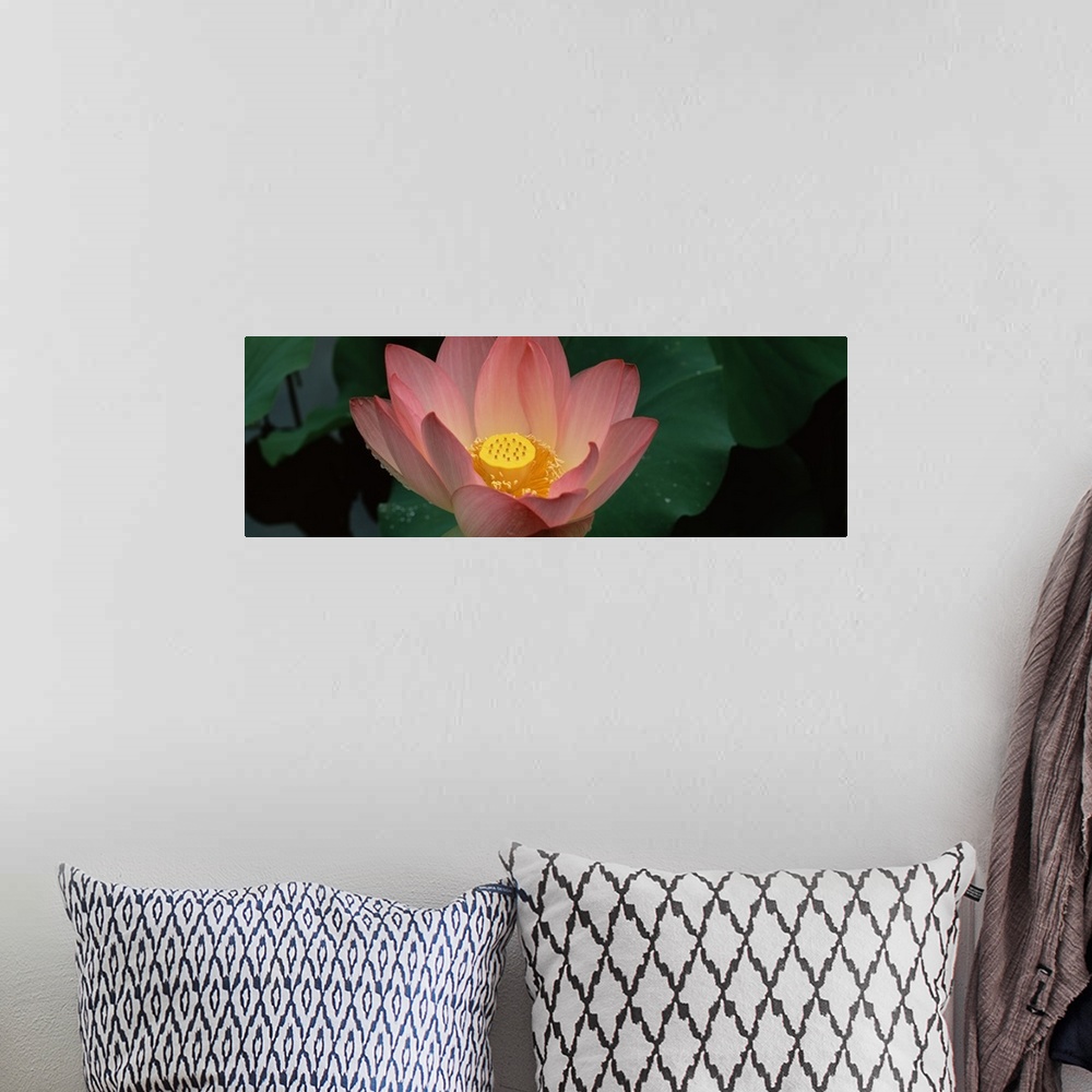 A bohemian room featuring Panoramic canvas of a big flower with plant leaves in the background.