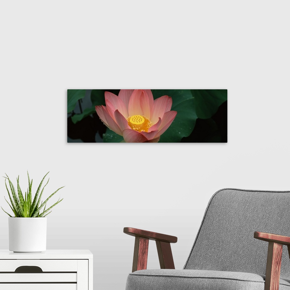 A modern room featuring Panoramic canvas of a big flower with plant leaves in the background.