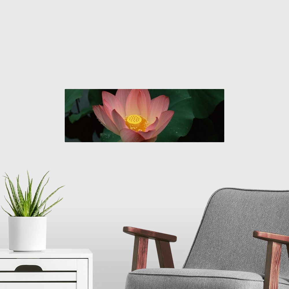 A modern room featuring Panoramic canvas of a big flower with plant leaves in the background.