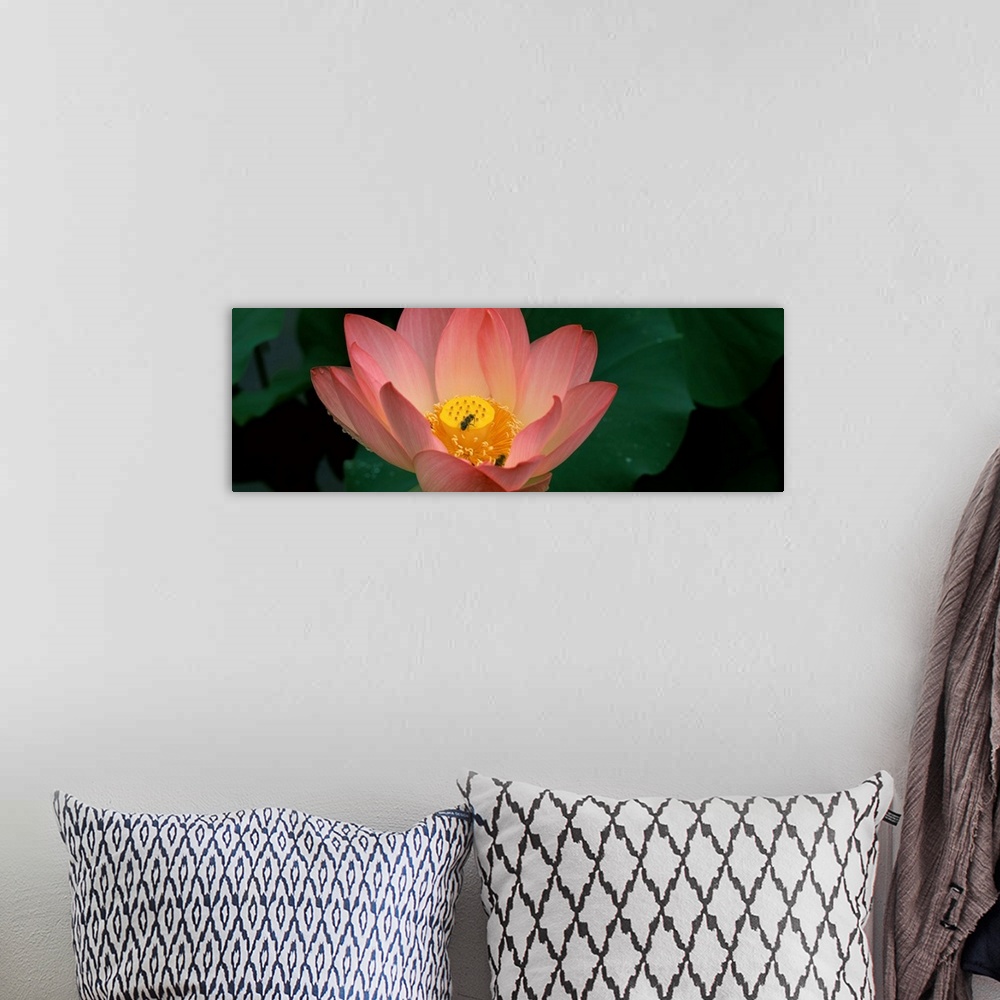 A bohemian room featuring Lotus with bees in a pond